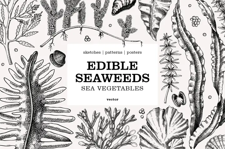 Edible Seaweed Sketches. Sea Vegetables Hand-drawn Vector Illustrations & Designs.